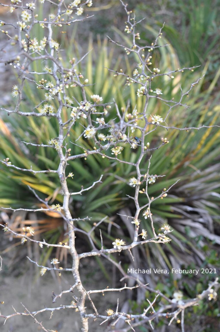 Scrub Plum in Blossom, Probably Pollinated by a Hairy Maggot Blow Fly