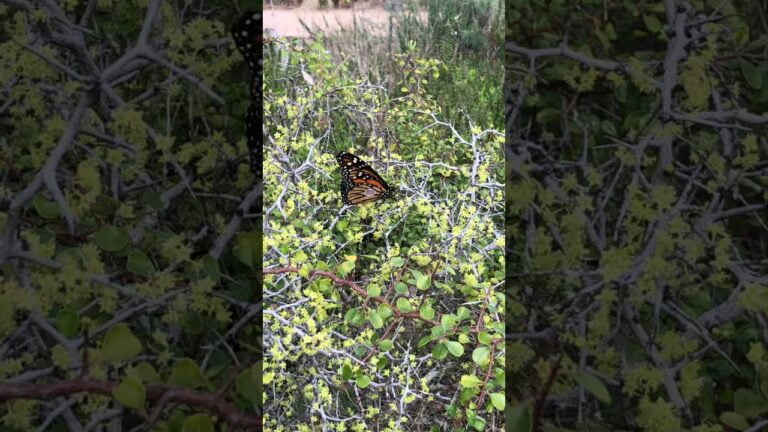 Johnny Butterflyseed Proves Monarch Butterflies (Danaus plexippus) Can Nectar from Parry’s Jujube Flowers (Pseudoziziphus parryi)