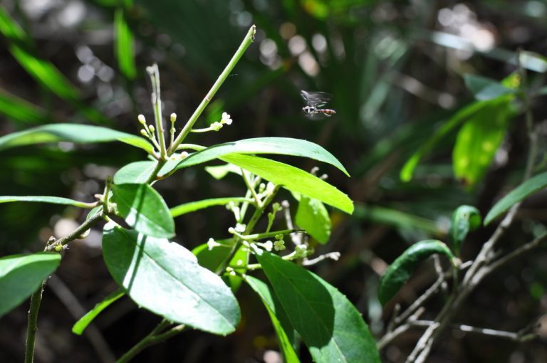 Flower Fly Nectaring On Dahoon Holly In A Highlands County Florida Baygall Johnny Butterflyseed