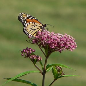 50 Swamp Milkweed (Asclepias incarnata) Seeds for North America - Free Shipping