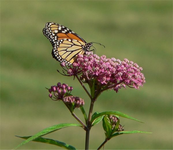 50 Swamp Milkweed Seeds (Asclepias incarnata) for North America