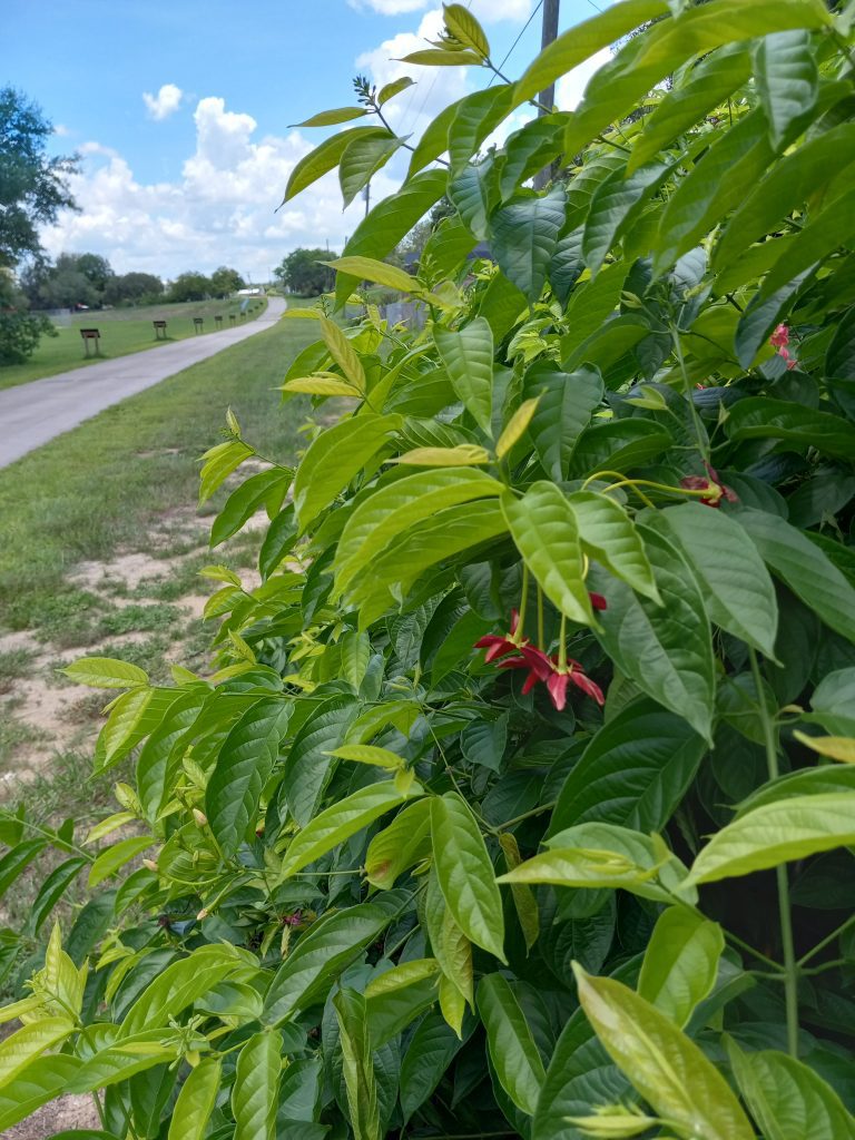 Lake Wales Rails-to-Trails: A Safe Harbor for Invasive Species