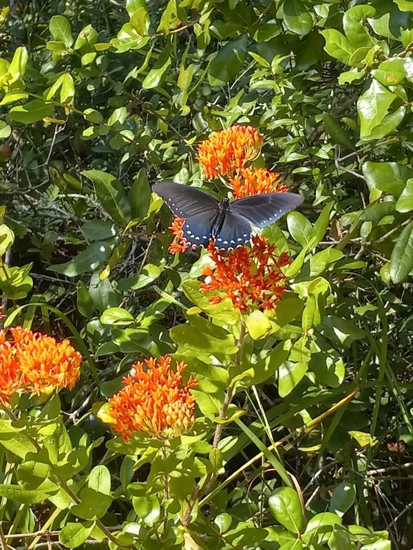Butterfly Milkweed Seed Half Ounce Bulk Pack (Asclepias Tuberosa) - Image 7