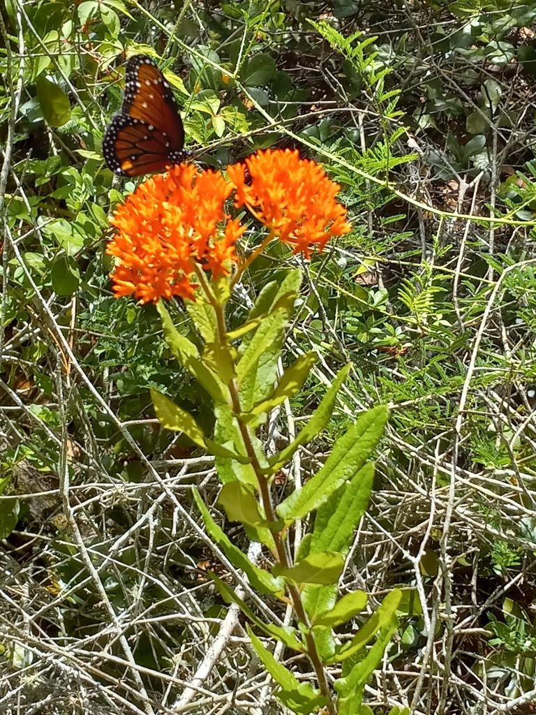 How Many Different Milkweed Butterfly Species Are There?