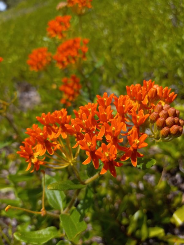 Butterfly Milkweed Seed Half Ounce Bulk Pack (Asclepias Tuberosa) - Image 3
