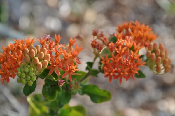 Butterfly Milkweed Seed Half Ounce Bulk Pack (Asclepias Tuberosa) - Image 8