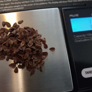 Butterfly Milkweed Seed Half Ounce Bulk Pack (Asclepias Tuberosa)