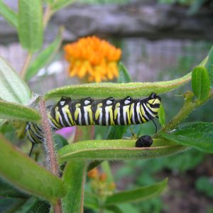 125 Butterfly Milkweed Seeds (Asclepias Tuberosa) for North America