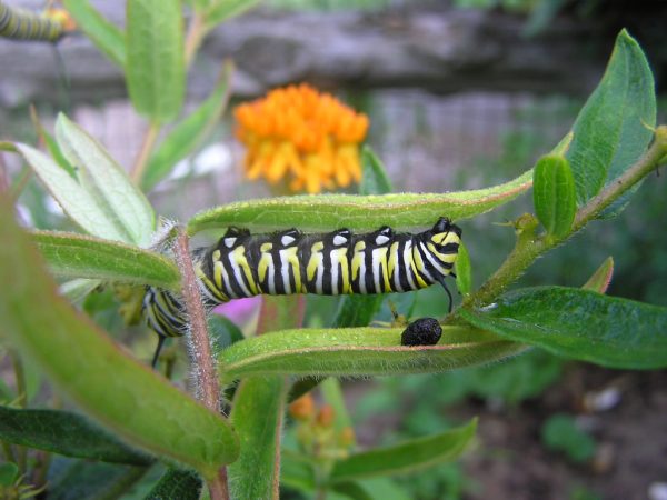 Butterfly Milkweed Seed Half Ounce Bulk Pack (Asclepias Tuberosa) - Image 4