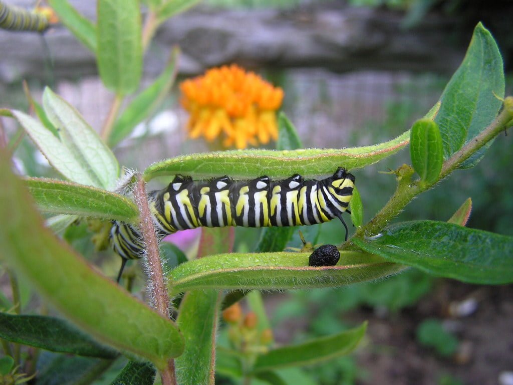 125 Butterfly Milkweed Seeds (Asclepias Tuberosa) for North America 2024 - Free Shipping