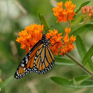 Butterfly Milkweed Seeds (Asclepias Tuberosa) for North America