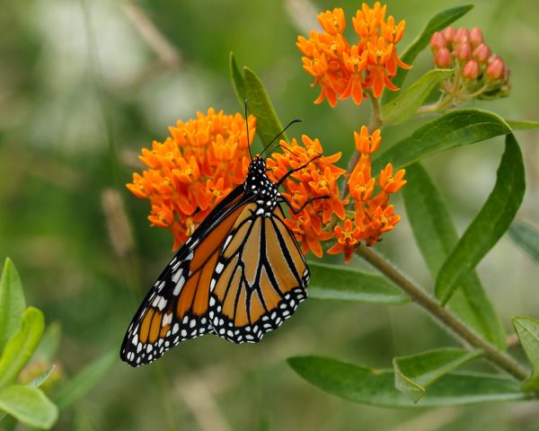 Butterfly Milkweed Seed Half Ounce Bulk Pack (Asclepias Tuberosa) - Image 2