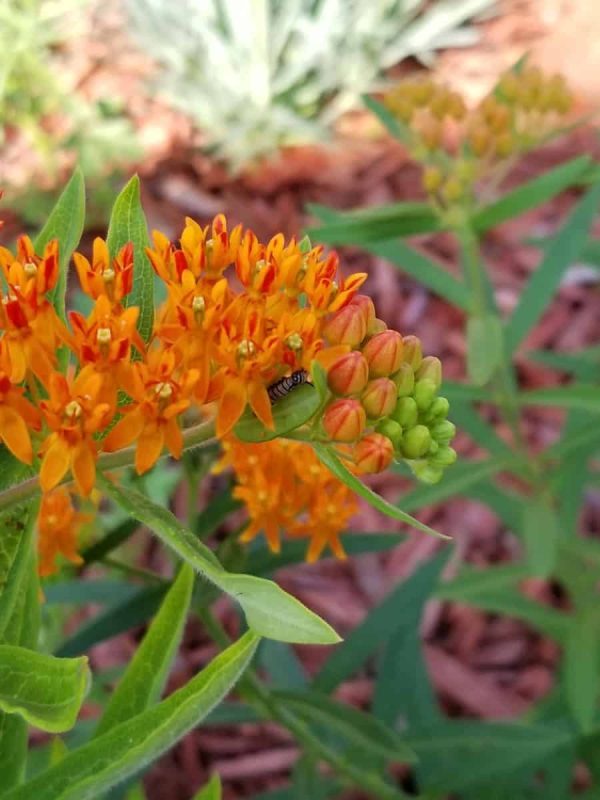 Butterfly Milkweed Seed Half Ounce Bulk Pack (Asclepias Tuberosa) - Image 10