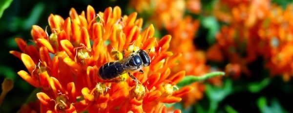 Butterfly Milkweed Seed Half Ounce Bulk Pack (Asclepias Tuberosa) - Image 9