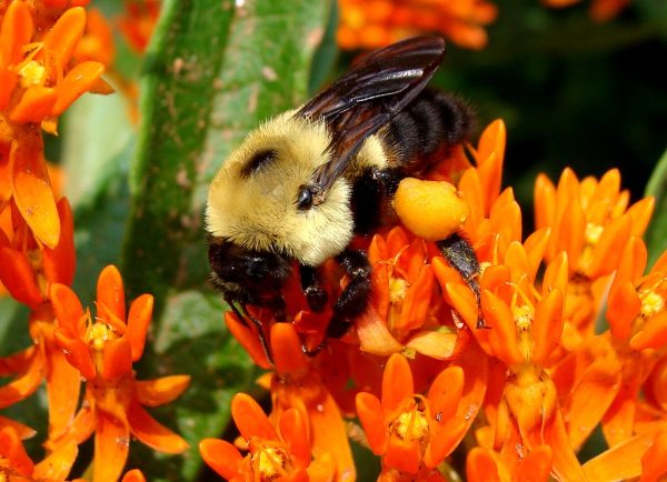 Butterfly Milkweed Seed Half Ounce Bulk Pack (Asclepias Tuberosa) - Image 6