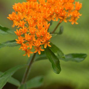 250 Butterfly Milkweed Seeds (Ascslepias Tuberosa) for North America