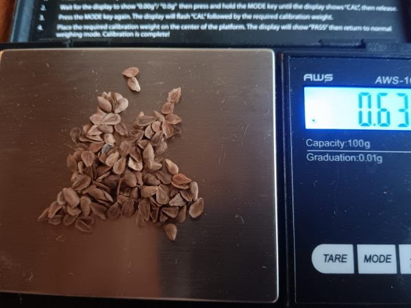 125 Butterfly Milkweed Seeds (Asclepias Tuberosa) for North America - Image 3