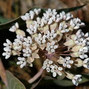 20 Florida-Native Sandhill Milkweed Seeds Ascslepias Humistrata Pinewood Milkweed