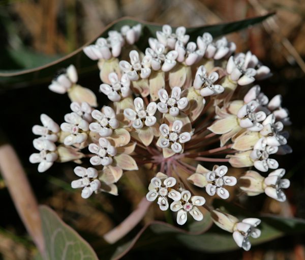 20 Florida-Native Sandhill Milkweed Seeds Ascslepias Humistrata Pinewood Milkweed