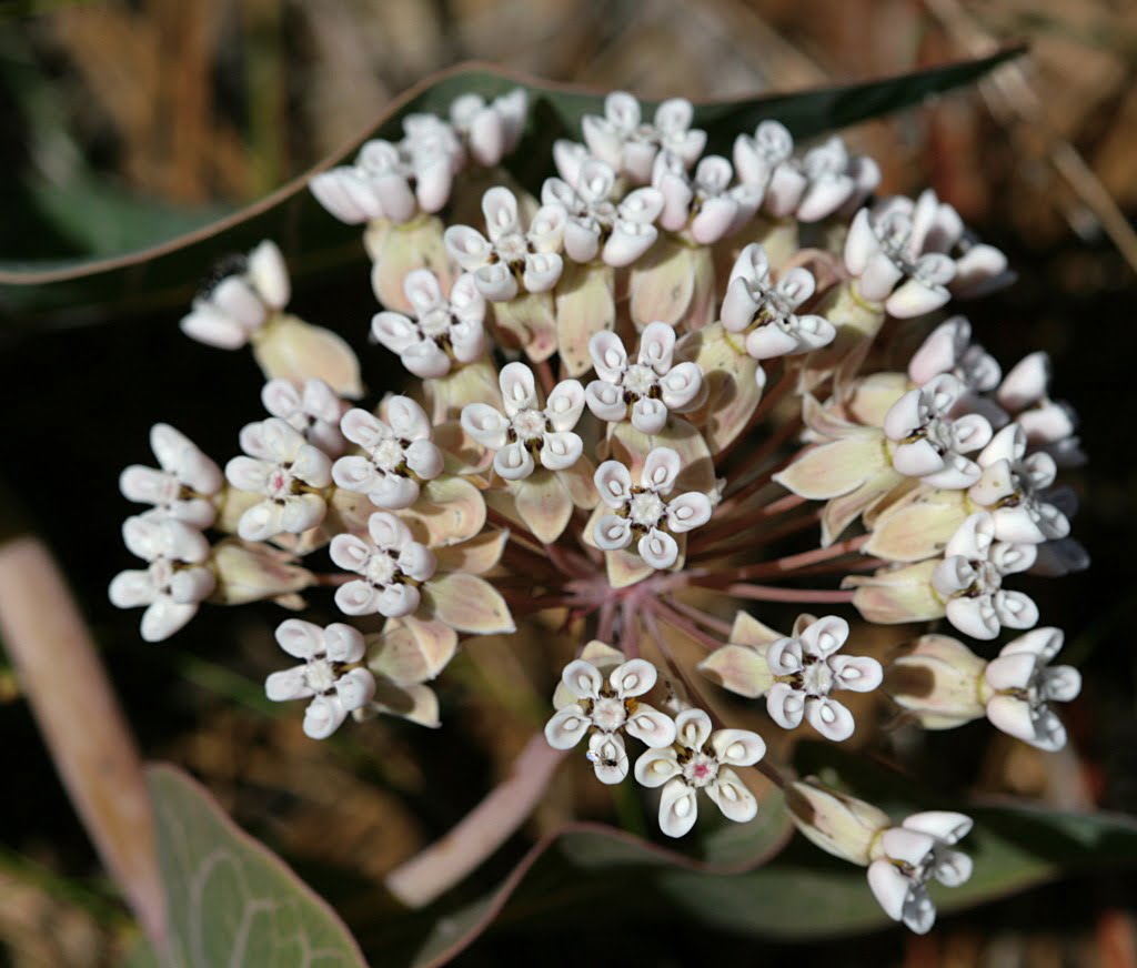 20 Florida-Native Sandhill Milkweed Seeds Ascslepias Humistrata Pinewood Milkweed
