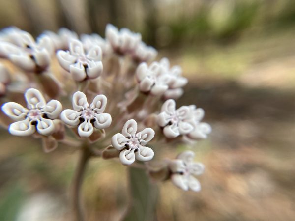 20 Florida-Native Sandhill Milkweed Seeds Ascslepias Humistrata Pinewood Milkweed - Image 5