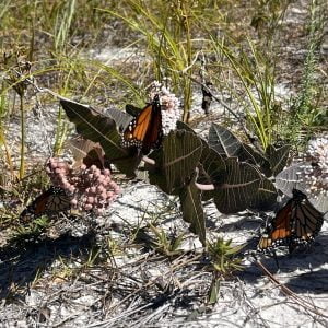 20 Ascslepias Humistrata Seeds for 2023 - Sandhill Milkweed Pinewood Milkweed - AL FL GA MS NC SC Only - Free Shipping