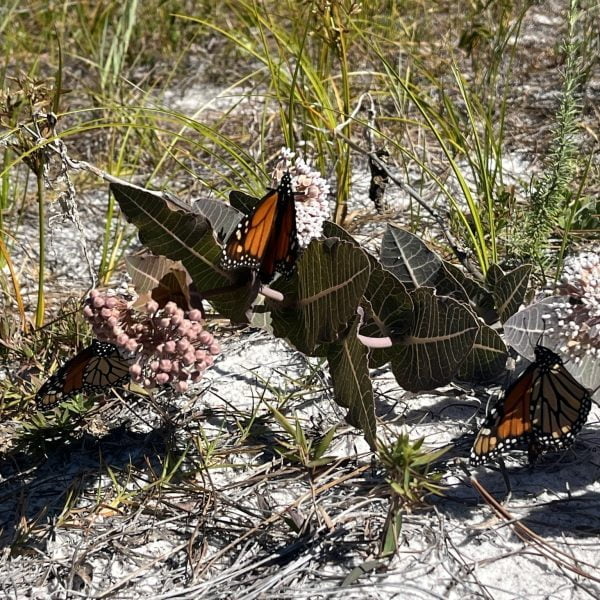 20 Florida-Native Sandhill Milkweed Seeds Ascslepias Humistrata Pinewood Milkweed - Image 3