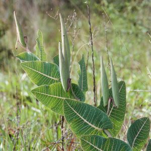 10 Sandhill Milkweed Pinewood Milkweed Seeds (Ascslepias Humistrata) for 2023 - Free Shipping