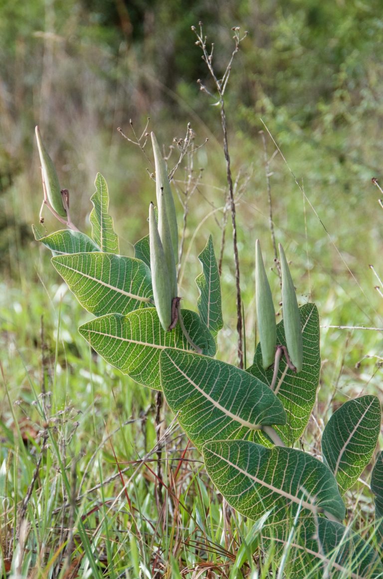 Sandhill Milkweed Success in the Gulf States