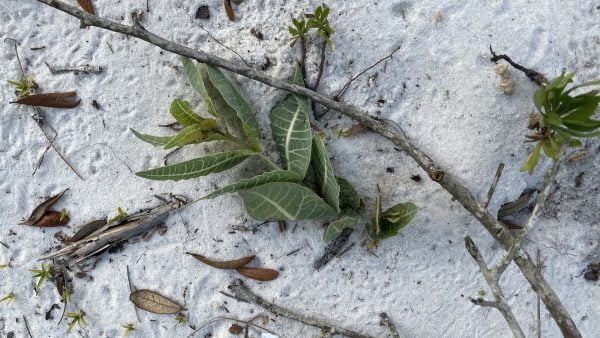 20 Florida-Native Sandhill Milkweed Seeds Ascslepias Humistrata Pinewood Milkweed - Image 6