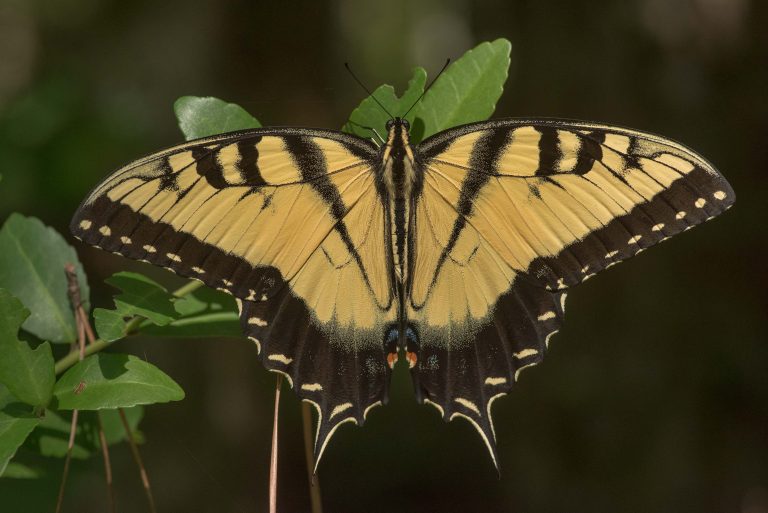 What is the Larval Host Plant of the Tiger Swallowtail?