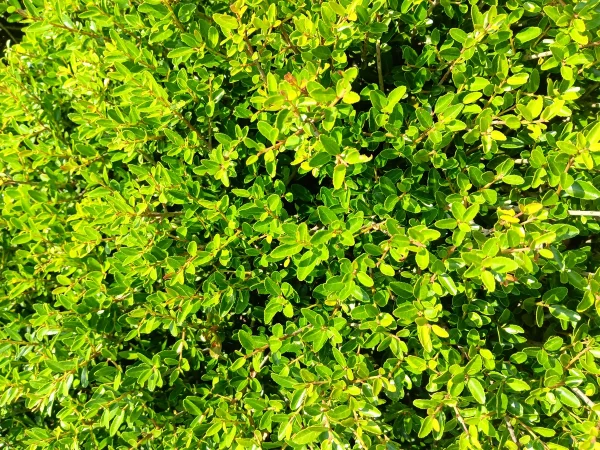 50 "Black Drink Holly" Seeds (Ilex nigrempotum) formerly "Yaupon" - Image 2