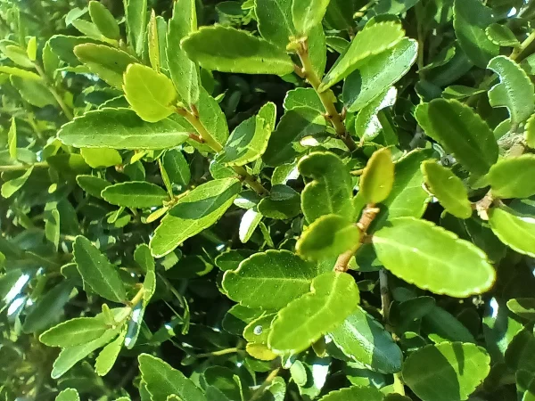 50 "Black Drink Holly" Seeds (Ilex nigrempotum) formerly "Yaupon" - Image 5