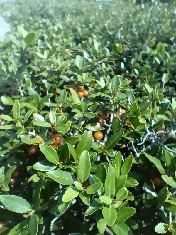 50 "Black Drink Holly" Seeds (Ilex nigrempotum) formerly "Yaupon"