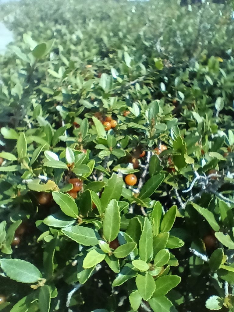 10 Black Drink Holly (Ilex nigrumpotum) Black Holly Yaupon Seeds - Free Shipping