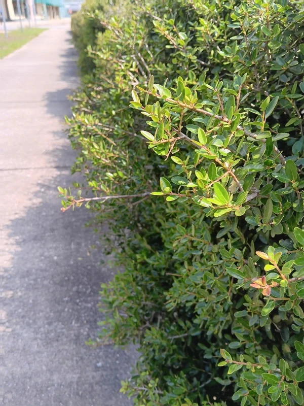 50 "Black Drink Holly" Seeds (Ilex nigrempotum) formerly "Yaupon" - Image 4