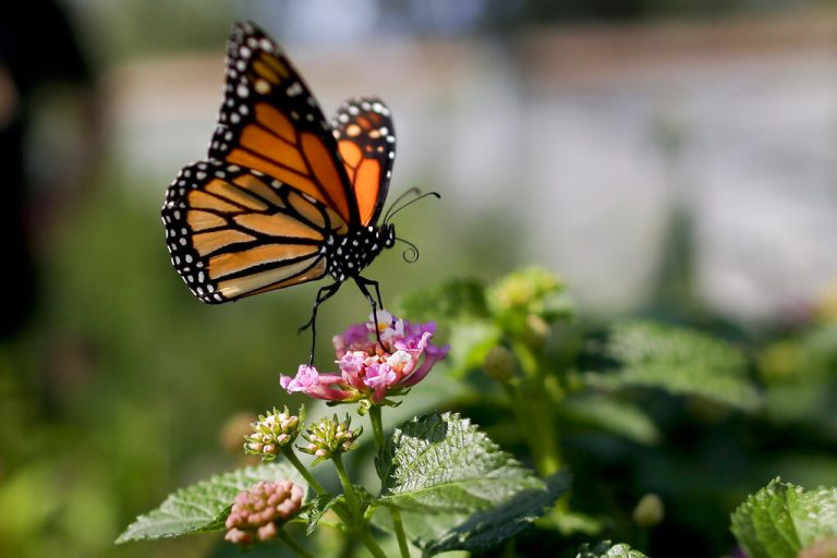 What are the Most Important Butterfly Larval Host Plants of California?