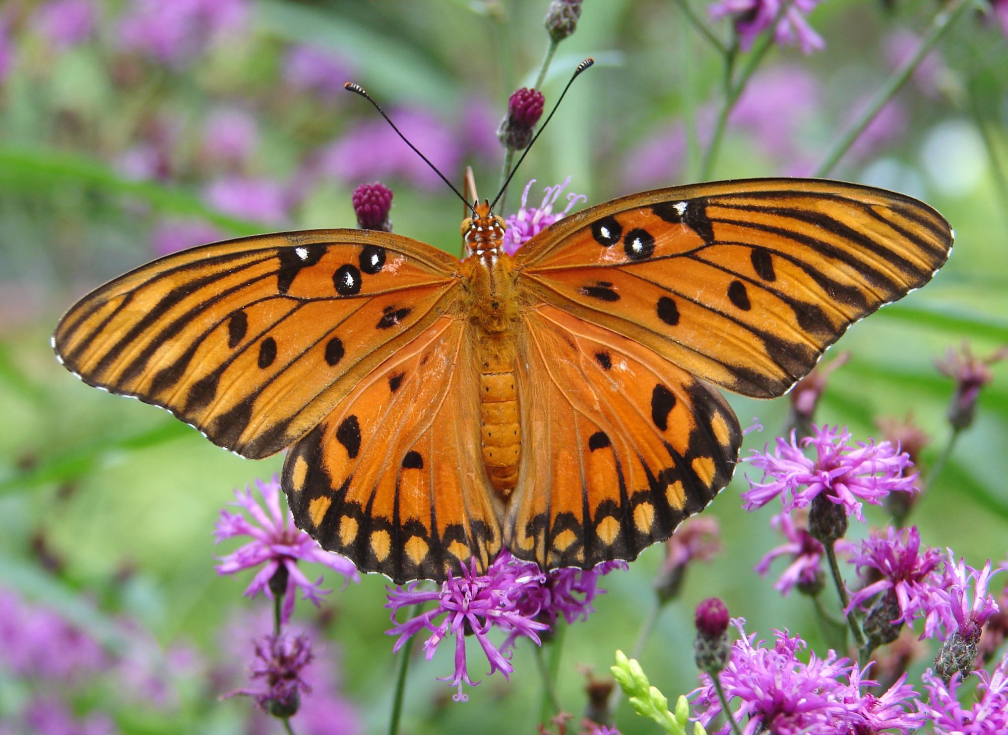 Top 10 Butterflies of Florida Johnny Butterflyseed