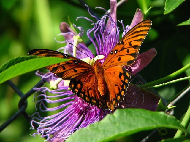 10 Purple Passionvine (Passiflora Incarnata) Seeds for 2023 - Free Shipping