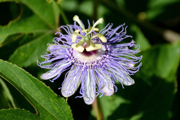 20 Florida-Native Maypop Purple Passionvine Seeds (Passiflora Incarnata) - Image 4