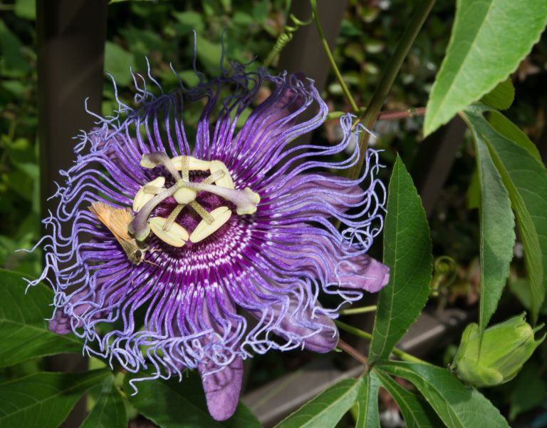 Maypop Purple Passionvine