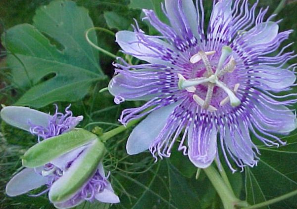 20 Florida-Native Maypop Purple Passionvine Seeds (Passiflora Incarnata) - Image 8