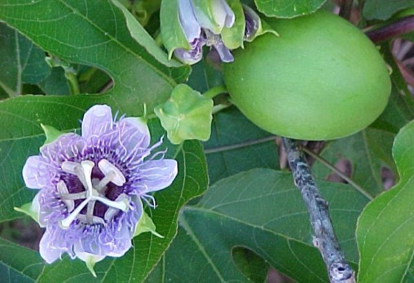 20 Florida-Native Maypop Purple Passionvine Seeds (Passiflora Incarnata) - Image 6