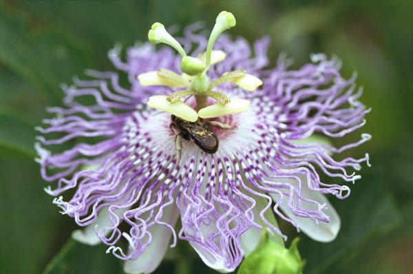 20 Florida-Native Maypop Purple Passionvine Seeds (Passiflora Incarnata) - Image 3