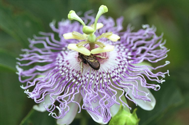 Benefits of Growing Purple Passionvine (Passiflora Incarnata) in the Yard or Garden