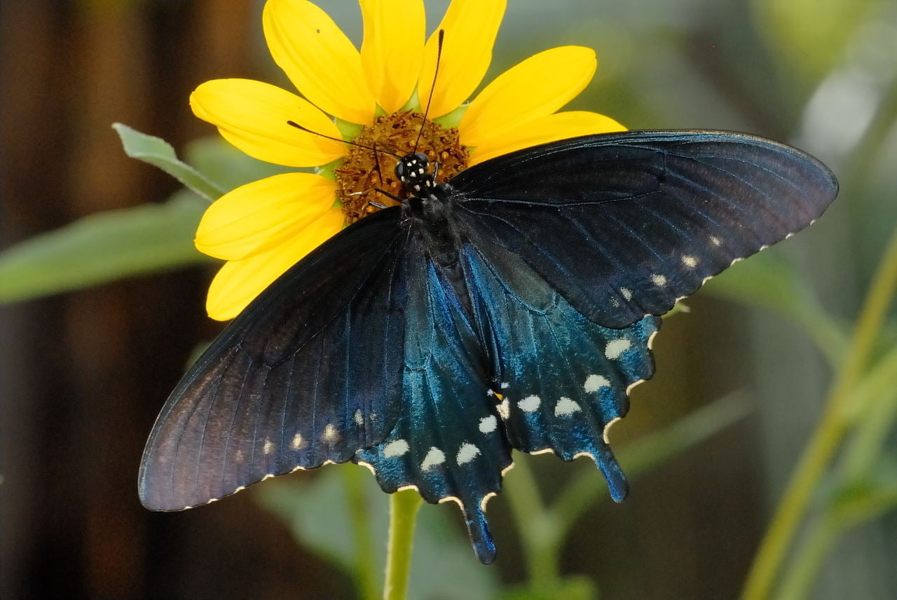 Top 10 Butterflies of Florida Johnny Butterflyseed