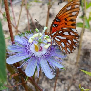 20 Florida-Native Maypop Purple Passionvine Seeds (Passiflora Incarnata)