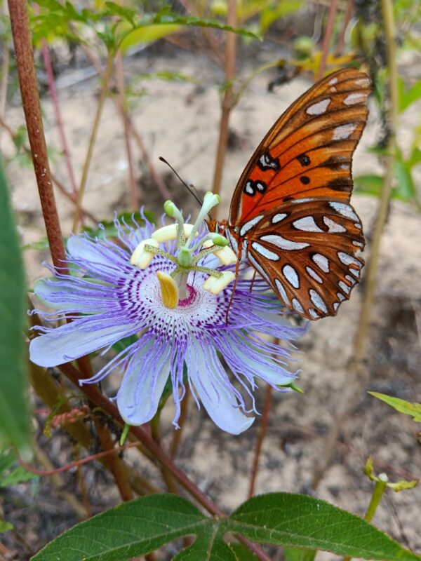 20 Florida-Native Maypop Purple Passionvine Seeds (Passiflora Incarnata)