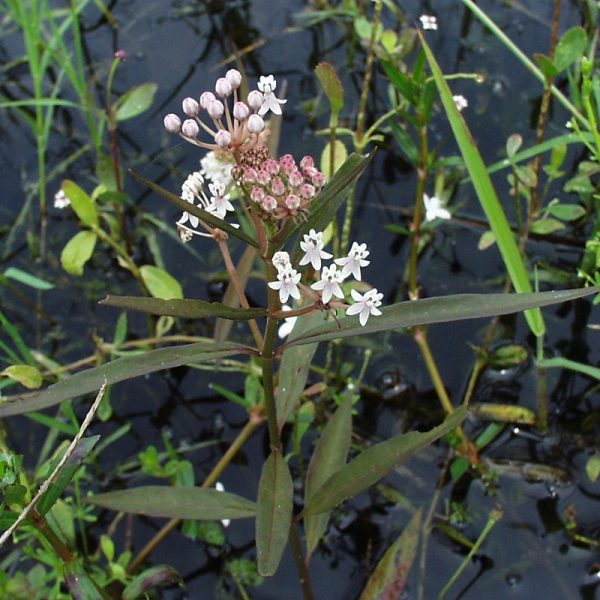Milkweed 3-Pack for Wetland & Meadow Restoration (A. perennis, A. tuberosa, A. incarnata) - Image 3