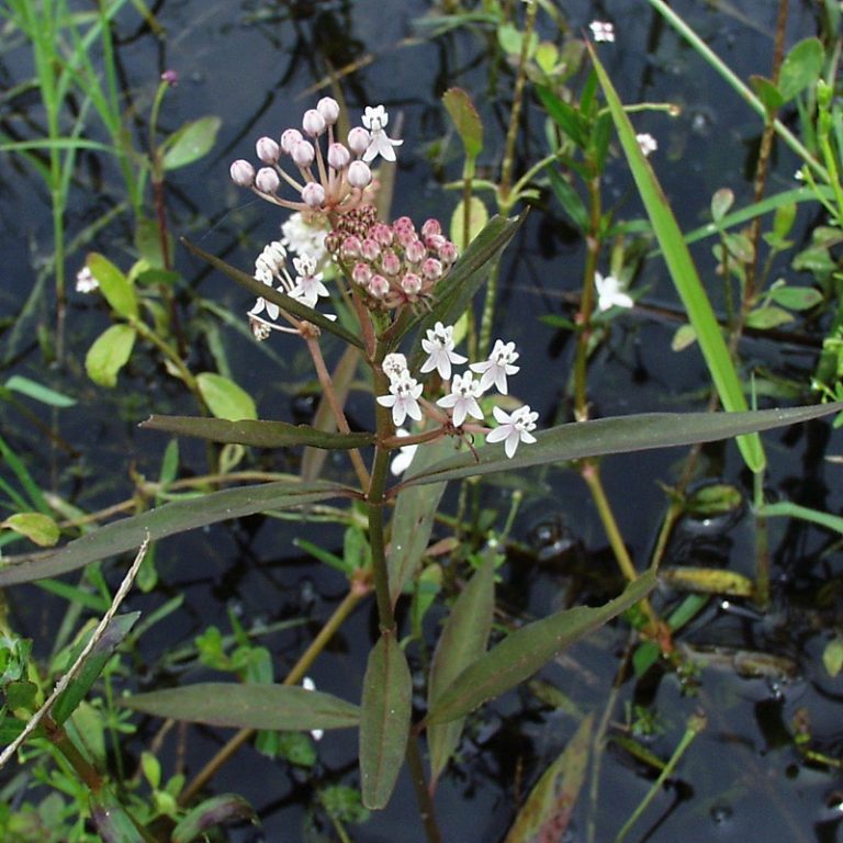 In Which U.S. States are Aquatic Milkweed (Asclepias Perennis) Native?